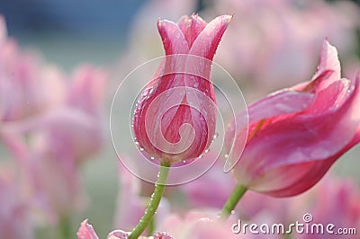 Pink tulip bloom in the spring Stock Photo